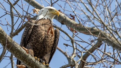Bald Eagle