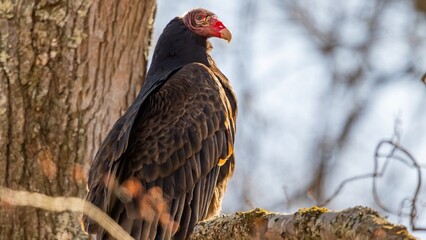 Turkey vulture