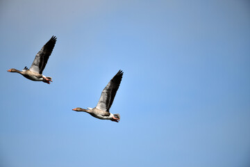 Nahaufnahme wie im Märchen: Zwei frohe Wildgänse mit großem Flügelschlag im Flug vor blauem wolkenlosem Himmel zu Pfingsten.