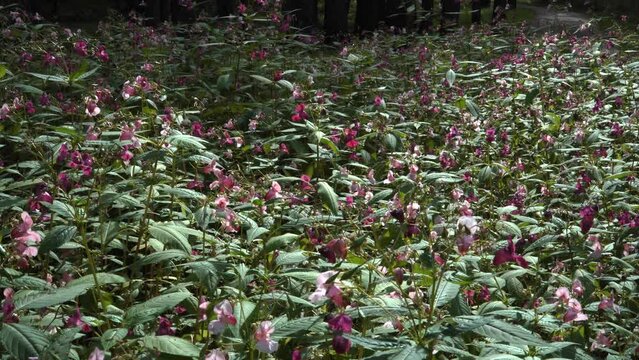 The Himalayan balsam (Impatiens glandulifera) is a big, yearly flowering plant that's become invasive across much of the Northern Hemisphere. A zoom-in view scene in wild nature on a sunny day.
