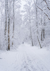 Man walking through wood land with snow covered trees in gothenburg sweden