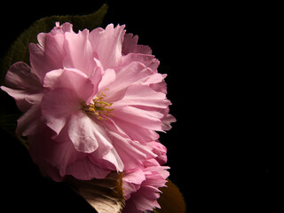 Kwitnąca wiśnia, fototapeta, dodatek na stronę, wiosna i ogród