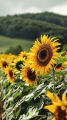 Sunflower growing field