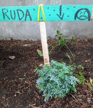rue plant with a funny sign with an angry face