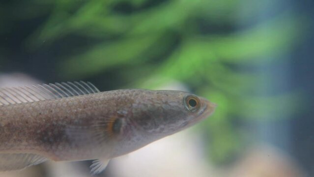 The Javanese snakehead fish, or Channa striata, known locally as ikan gabus or ikan kotes, inhabits freshwater bodies like rivers and swamps. It feeds on smaller fish, insects, and aquatic invertebrat