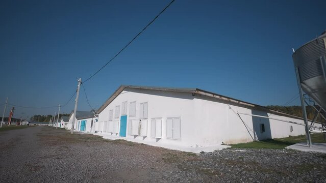 Multiple huge white buildings used for farming the poultry animals. Storage silo tower connected with poultry farm buildings. Poultry farm buildings with open windows. Countryside. Agriculture