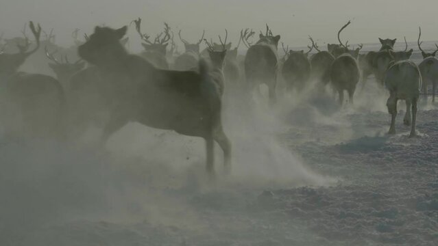 Herd of deer is running away. Snow dust rises from the hooves