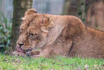 lion in the grass