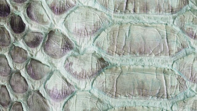 Close-Up of Green and Purple Reptile Scales Texture