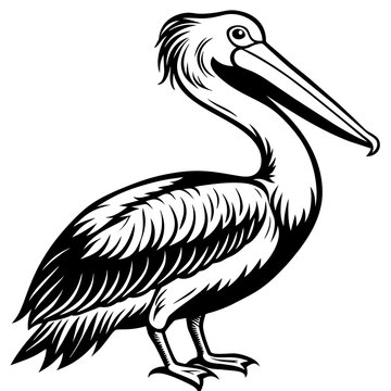 recommend clip art: pelican silhouette vector illustration