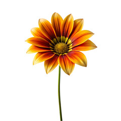 One sunflower alone isolated on transparent background