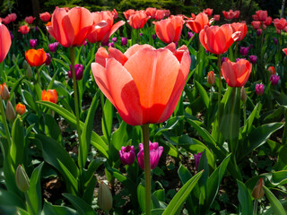 Red tulips at the sunny spring day
