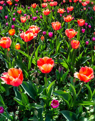 Red tulips at the sunny spring day - 778518383