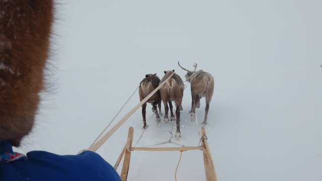 A sleigh rider pushes reindeer in a team with a stick. POV view sleigh with reindeer. Three deer pull a sleigh.