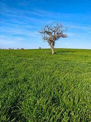 tree in field