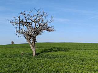 tree in the field