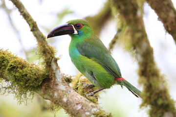 The crimson-rumped toucanet (Aulacorhynchus haematopygus) is a near-passerine bird in the toucan family Ramphastidae. This photo was taken in Ecuador.