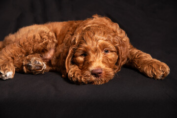 Cute tired red headed puppy 1