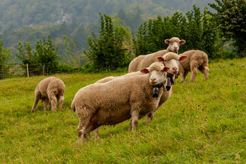 Sheep on Mount Pilatus,