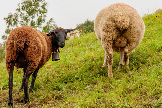 Schwarzbraunes Bergschaf - Breed of Domestic Sheep
