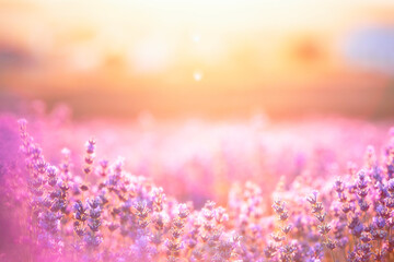 Lavender bushes closeup on sunset. Sunset gleam over purple flowers of lavender. Provence region of France. - 778522376