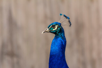 Peacock with a beautiful plumage on a blurred background.