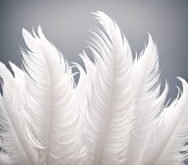 White Feathers on a Grey Background