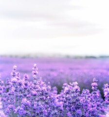 Lavender bushes closeup on sunset. Sunset gleam over purple flowers of lavender. Provence region of France. - 778522731