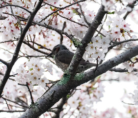 桜とヒヨドリ
