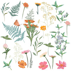 Collection of vector flowers and herbs for design - obrazy, fototapety, plakaty