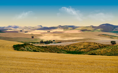 Fototapeta na wymiar Panorama shot of the rolling hills of overberg in golden colour after harvest, Western Cape, South Africa