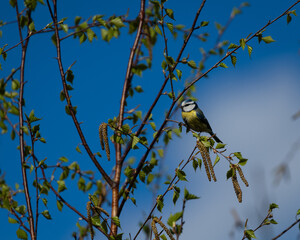 Blue tit in Poland
