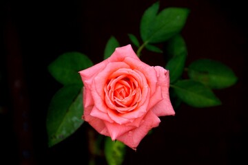 planta flor rosa – Rosa spp.    