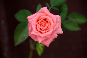 planta flor rosa – Rosa spp.    