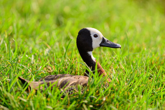 Irer&ecirc;, ave da esp&eacute;cie Dendrocygna viduata, um tipo de pato, marreco, fotografado em parque urbano (Ibirapuera) na cidade de S&atilde;o Paulo, Brasil.