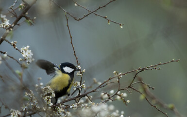 Great tit on a blooming branch