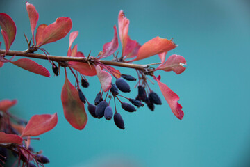 Close-up Brown Thorny Branch with Berberis vulgaris Fruits and Pink Leaves on Cerulean Azure Blue Turquoise Cyan background. Ripe Berries lean down, Sharp Spikes and Leaves are pointing upwards