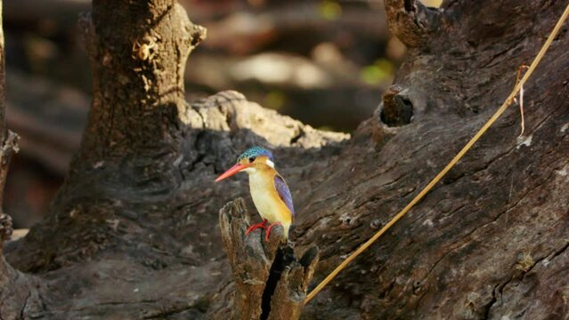 A Malachite kingfisher (Corythornis cristatus) perched on a tree