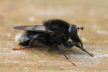 Closeup on the rare and dark colored Large bearfly, Criorhina ranunculi sitting on wood