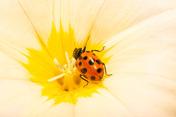 Ladybug , ladybird , on a yellow cosmos flower , in the garden