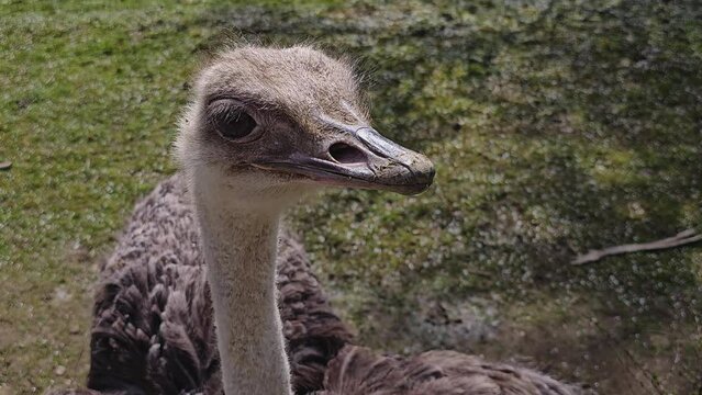Close up of ostrich head on a sunny day.