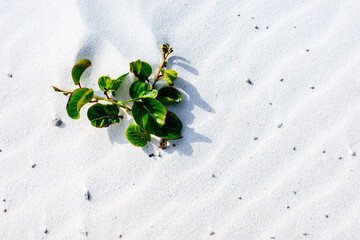 白い砂浜と植物