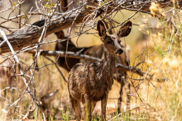 Young deer at Capital Reef National Park.