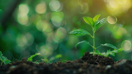 A young plant sprouting from the ground in garden with nature green blur background. AI generated