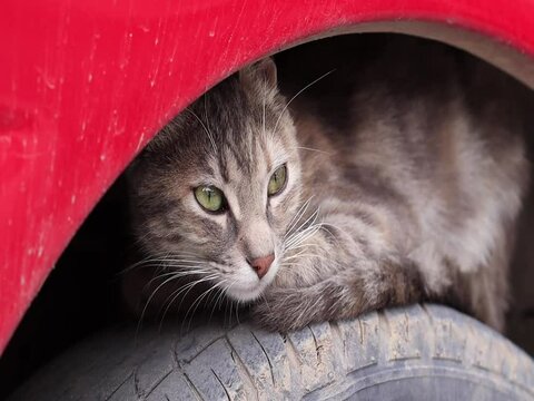 Photo of cat on a car tire. Concept of domestic animals.