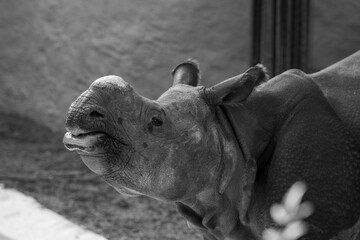 black and white rhino