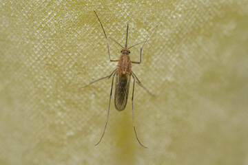 Mosquito perched on a bath curtain