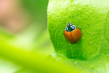 Ladybug , ladybird , perched on a green leaf , in the garden