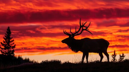 A majestic elk, its imposing antlers silhouetted against the fiery hues of a breathtaking sunset in the rugged wilderness.
