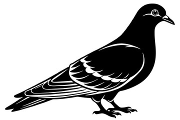  pigeon-image-with-white-background-silhouette